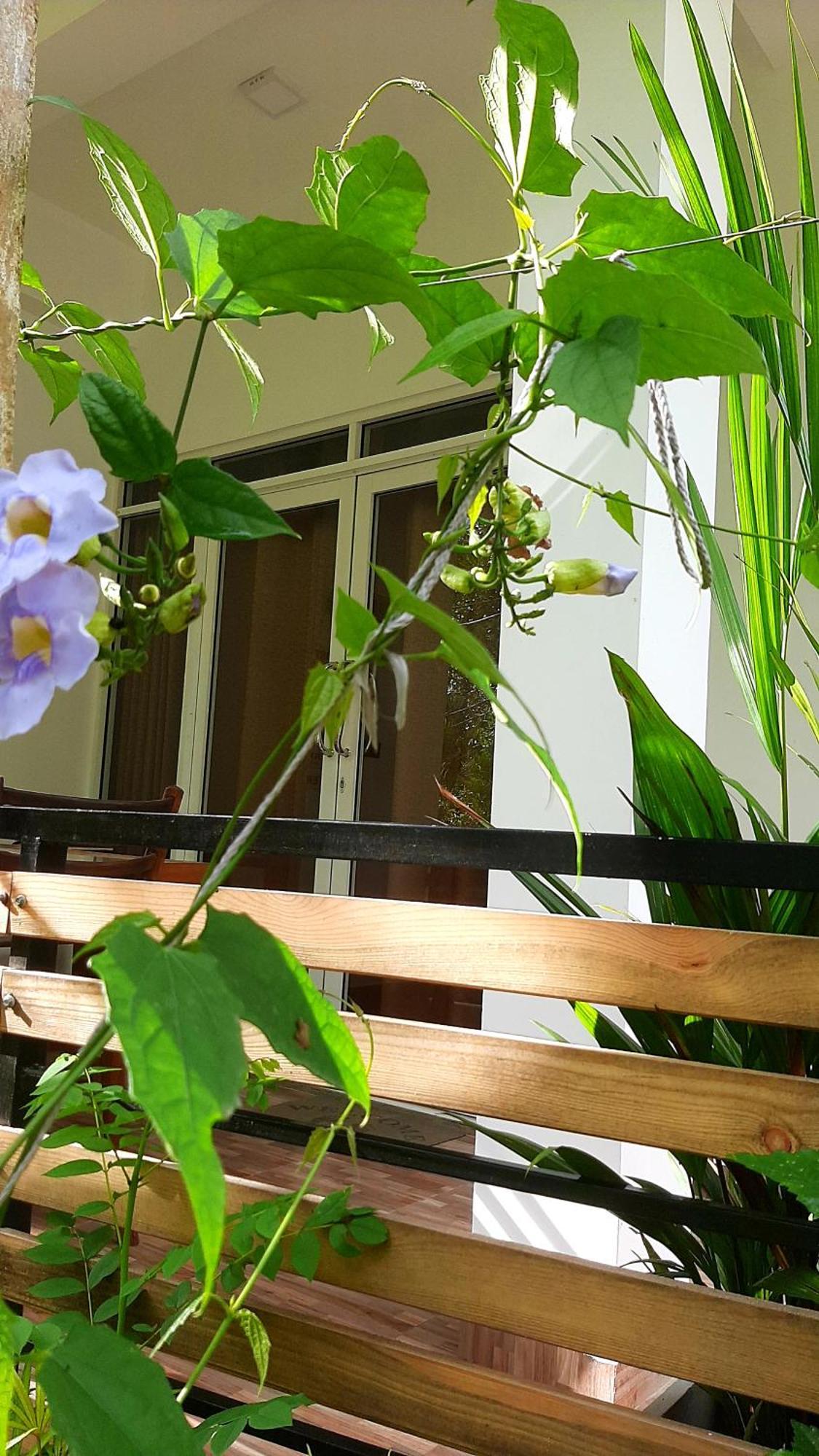 Dhanudi Homestay Элла Экстерьер фото
