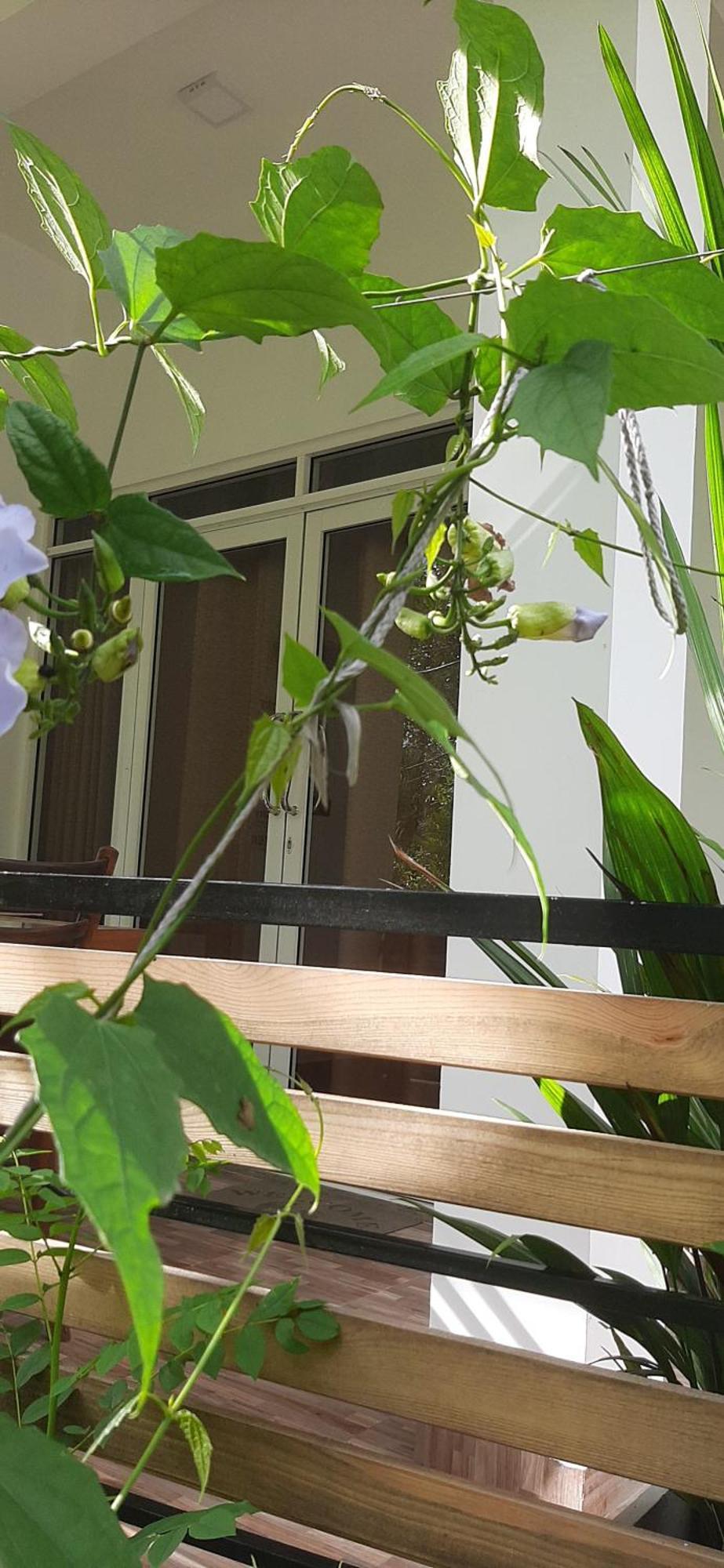 Dhanudi Homestay Элла Экстерьер фото